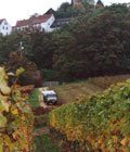 Weinernte mit Unimog
